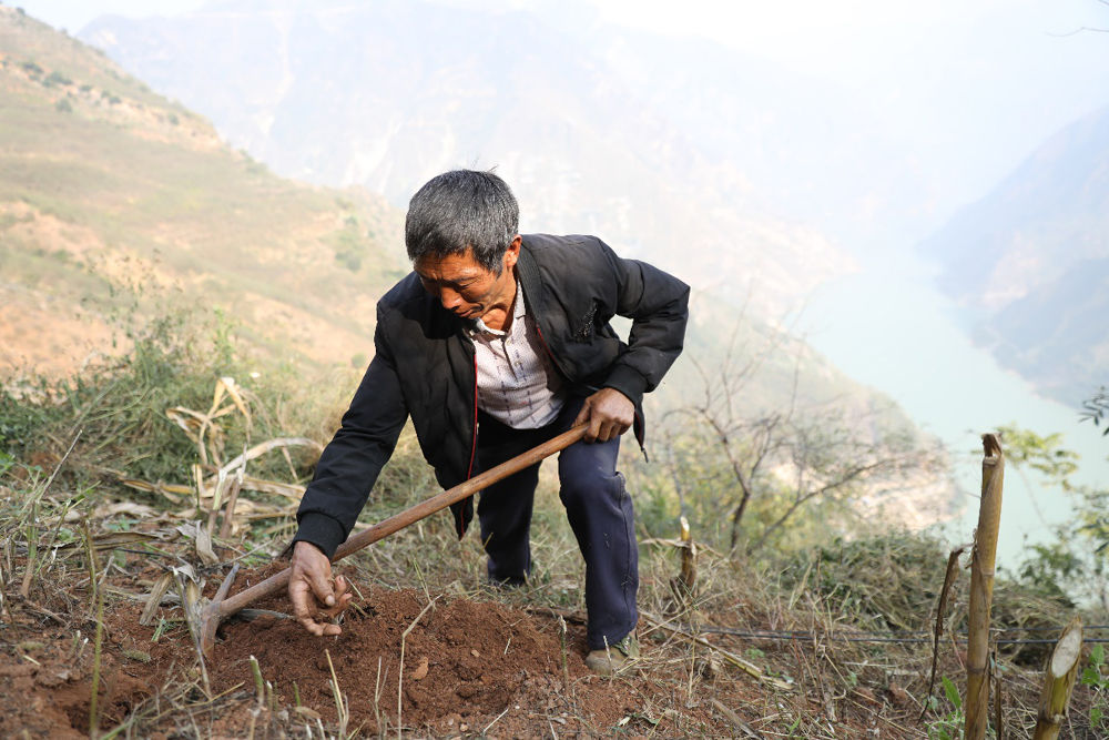 “椒芋哥”带头种好“一青一白” 金阳县脱贫致富不焦虑